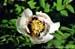 Rockii Peony: WU KONG XIU XING